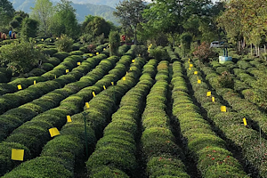 Tea-Picking-Experience-in-Huangshan